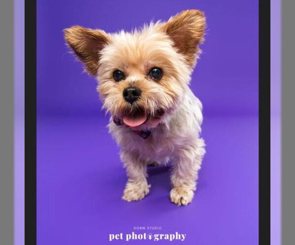 Medium Photo #4 Mutt Puppy For Sale in Fargo, ND, USA