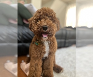 Poodle (Miniature) Puppy for sale in ASHBURN, VA, USA