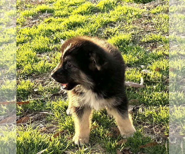 Medium Photo #2 German Shepherd Dog-Unknown Mix Puppy For Sale in Holly Hill, SC, USA