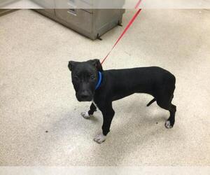 Medium American Pit Bull Terrier Mix