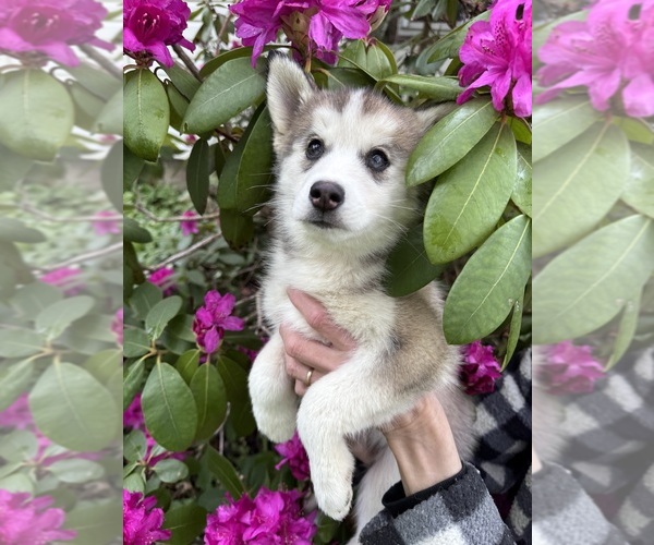Medium Photo #12 Pomsky Puppy For Sale in VENUS, PA, USA
