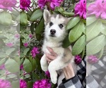 Small Photo #12 Pomsky Puppy For Sale in VENUS, PA, USA