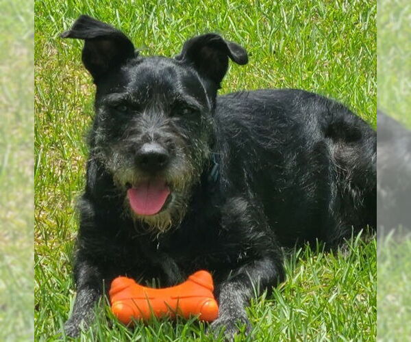 Medium Photo #1 Mutt Puppy For Sale in Lenoir, NC, USA