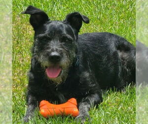 Mutt Dogs for adoption in Lenoir, NC, USA