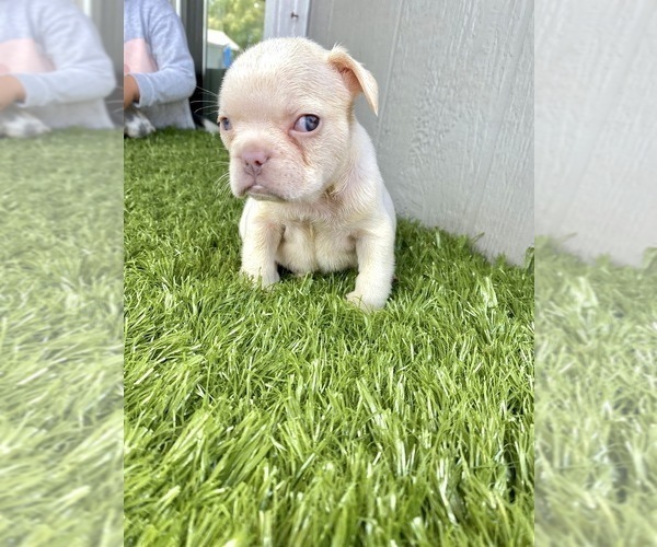 Medium Photo #52 French Bulldog Puppy For Sale in BATON ROUGE, LA, USA