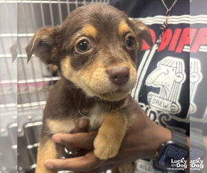 Australian Shepherd-Unknown Mix Dogs for adoption in Washington, DC, USA