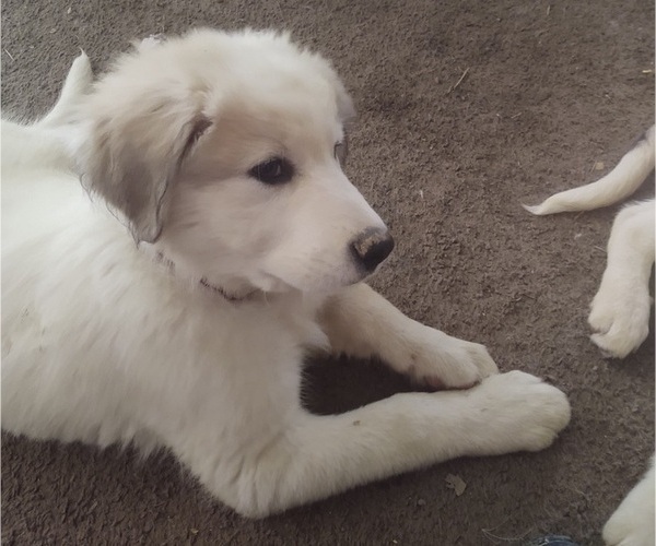 Medium Photo #12 German Shepherd Dog-Great Pyrenees Mix Puppy For Sale in JONESBORO, GA, USA