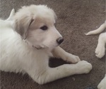 Small #11 German Shepherd Dog-Great Pyrenees Mix
