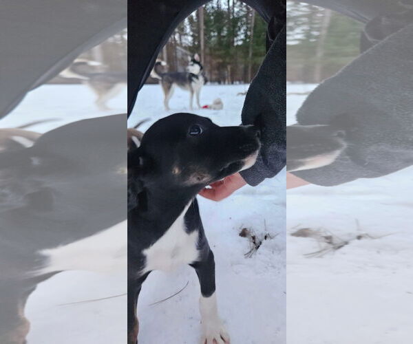 Medium Photo #3 Australian Shepherd-Unknown Mix Puppy For Sale in New London, WI, USA