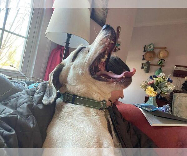 Medium Photo #22 Lab-Pointer Puppy For Sale in Rustburg, VA, USA