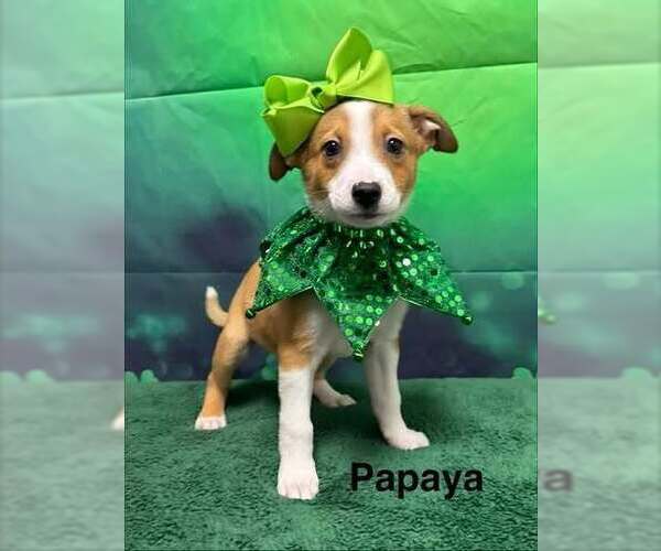 Medium Photo #1 Australian Shepherd-Unknown Mix Puppy For Sale in Springdale, PA, USA