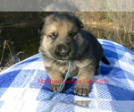 Small #3 German Shepherd Dog