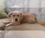 Small Photo #9 Mutt Puppy For Sale in Boonton, NJ, USA