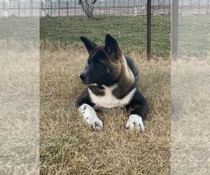 Akita Puppy for sale in MIDLAND, TX, USA