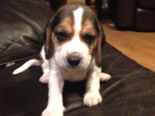 Beagle Puppy for sale in CORPUS CHRISTI, TX, USA