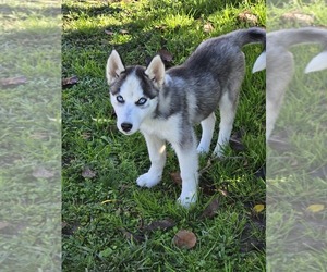 Siberian Husky Dog for Adoption in GODWIN, North Carolina USA