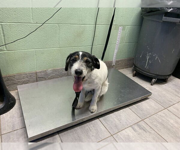 Medium Photo #1 Mutt Puppy For Sale in Grand Prairie, TX, USA