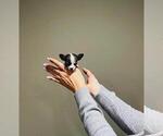Small Chihuahua
