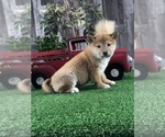 Small #5 Shiba Inu