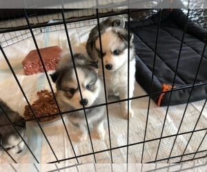 Pomsky Puppy for Sale in PANAMA CITY, Florida USA