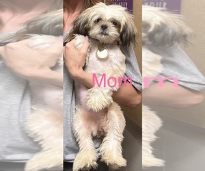 Mother of the Shih-Poo puppies born on 11/30/2025