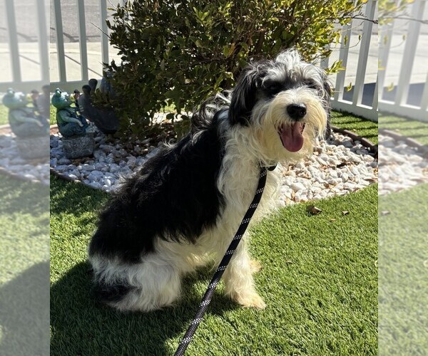 Medium Photo #3 Schnauzer (Miniature) Puppy For Sale in MORENO VALLEY, CA, USA