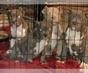 American Bully Puppy for sale in ROCKFORD, IL, USA