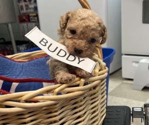 Medium Goldendoodle-Poodle (Miniature) Mix