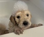 Puppy 4 Goldendoodle-Poodle (Standard) Mix