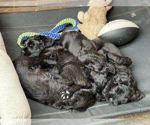 Schnauzer (Giant) Puppy for sale in BOISE, ID, USA