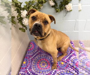American Bulldog Dogs for adoption in Brighton, CO, USA