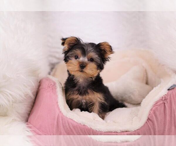 Medium Photo #5 Yorkshire Terrier Puppy For Sale in FULLERTON, CA, USA