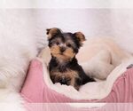 Small Photo #5 Yorkshire Terrier Puppy For Sale in FULLERTON, CA, USA