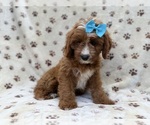 Bailey - Female Cavapoo (Miniature) Puppy for Sale - Photo #5