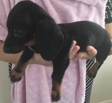 Medium Photo #4 Dachshund Puppy For Sale in HAINES CITY, FL, USA