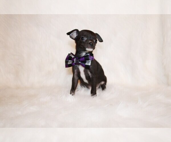 Medium Photo #96 Chihuahua Puppy For Sale in CHARLESTON, AR, USA