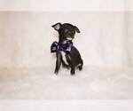 Small #8 Chihuahua