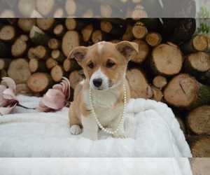 Pembroke Welsh Corgi Puppy for sale in HONEY BROOK, PA, USA