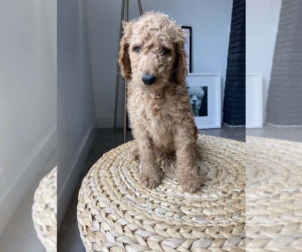 Medium Photo #6 Goldendoodle-Poodle (Standard) Mix Puppy For Sale in LOS ANGELES, CA, USA