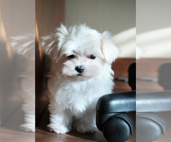Medium Photo #2 Maltese Puppy For Sale in ROCK VALLEY, IA, USA