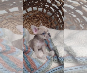 French Bulldog Puppy for sale in SUGAR LAND, TX, USA
