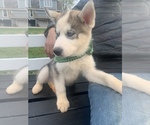 Small Photo #38 Siberian Husky Puppy For Sale in TRIMBLE, MO, USA