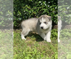 Siberian Husky Puppy for sale in FORNEY, TX, USA