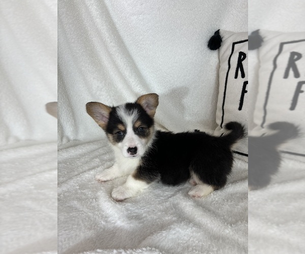 Medium Photo #4 Pembroke Welsh Corgi Puppy For Sale in GREENFIELD, IN, USA