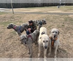Small #15 Irish Wolfhound