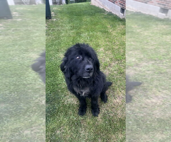 Medium Photo #1 Mutt Puppy For Sale in Aurora, IN, USA