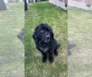Mutt Dogs for adoption in Aurora, IN, USA