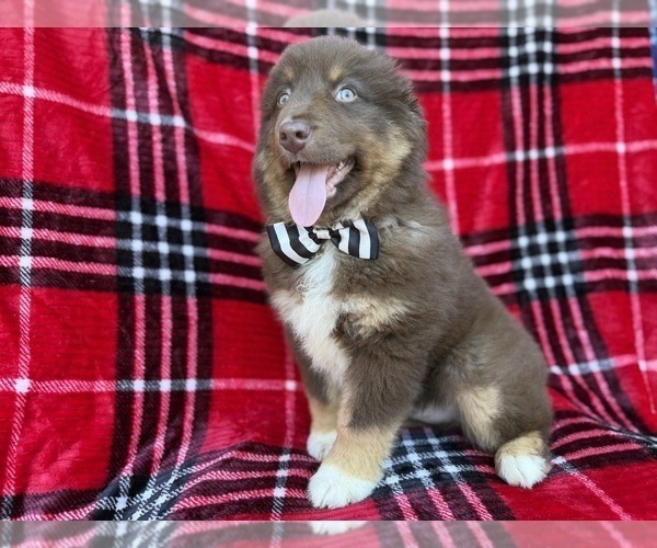 Medium Photo #5 Miniature Australian Shepherd Puppy For Sale in LAKELAND, FL, USA