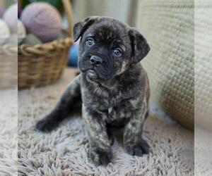 French Bulldog-Unknown Mix Dogs for adoption in San Diego, CA, USA