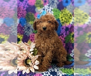 Goldendoodle (Miniature) Puppy for sale in NOTTINGHAM, PA, USA